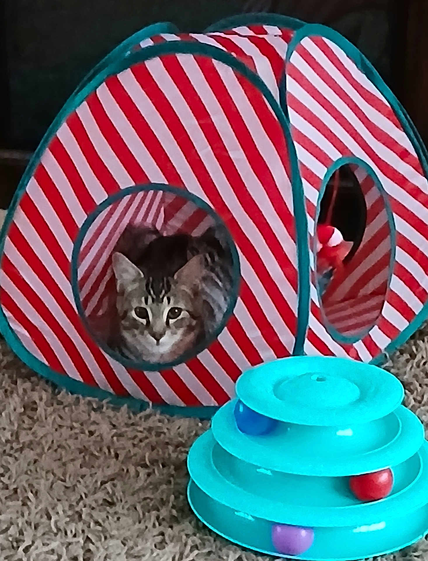 Peanut joined the competition — help win amazing prizes! abyssinian, animal, architecture, building, camping, canine, cat, den, dog, dogbed, doghouse, egyptiancat, indoors, kitten, manx, outdoors, pet, plate, shelter, tent