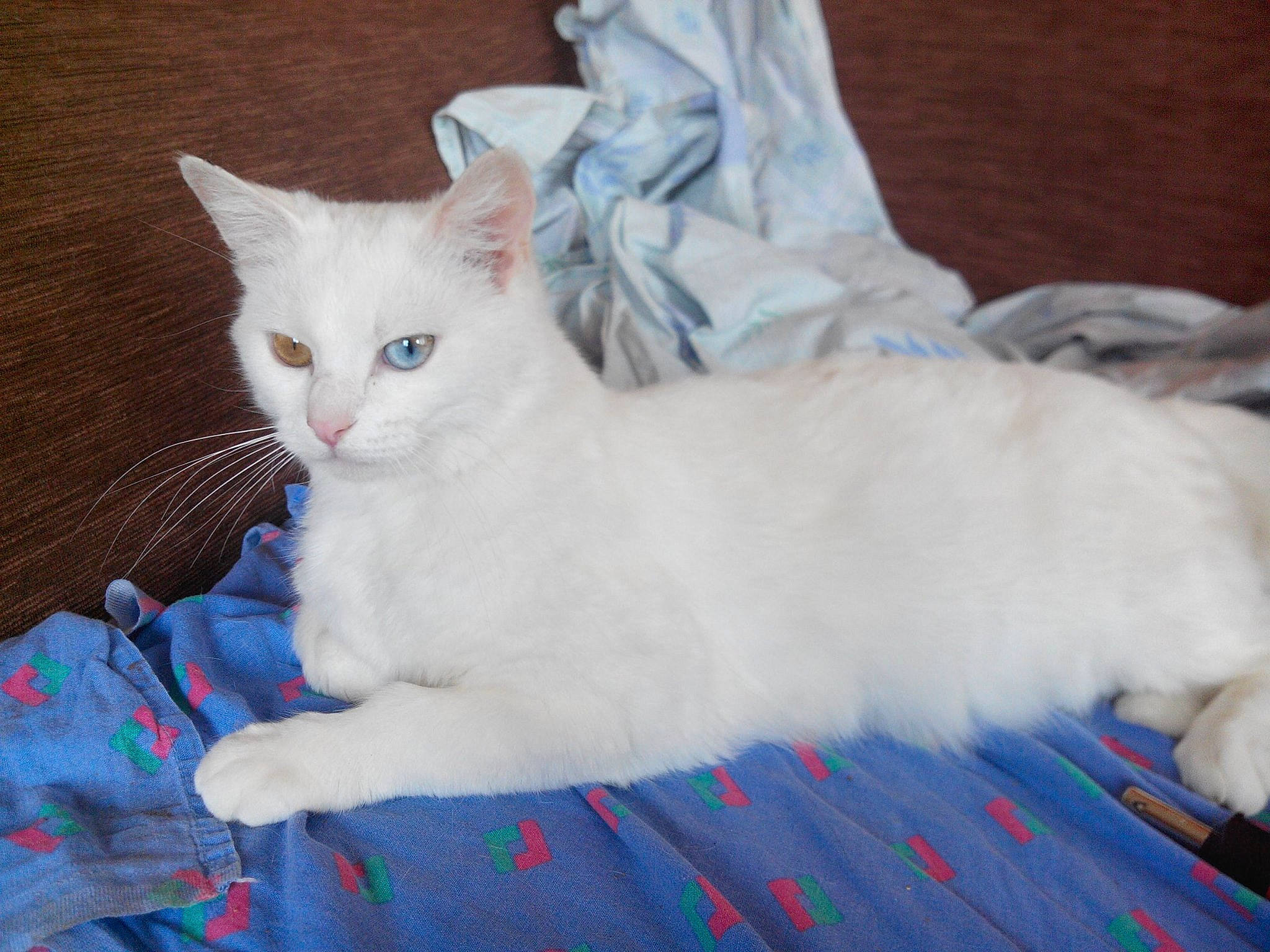 Plume participe au concours pour gagner de l'argent avec cette photo : asian, asian_semi_longhair, burmilla, carnivore, cat, colorpoint_shorthair, domestic_long_haired_cat, eye, felidae, fur, khao_manee, kitten, mammal, norwegian_forest_cat, ragdoll, small_to_medium_sized_cats, turkish_angora, turkish_van, vertebrate, whiskers