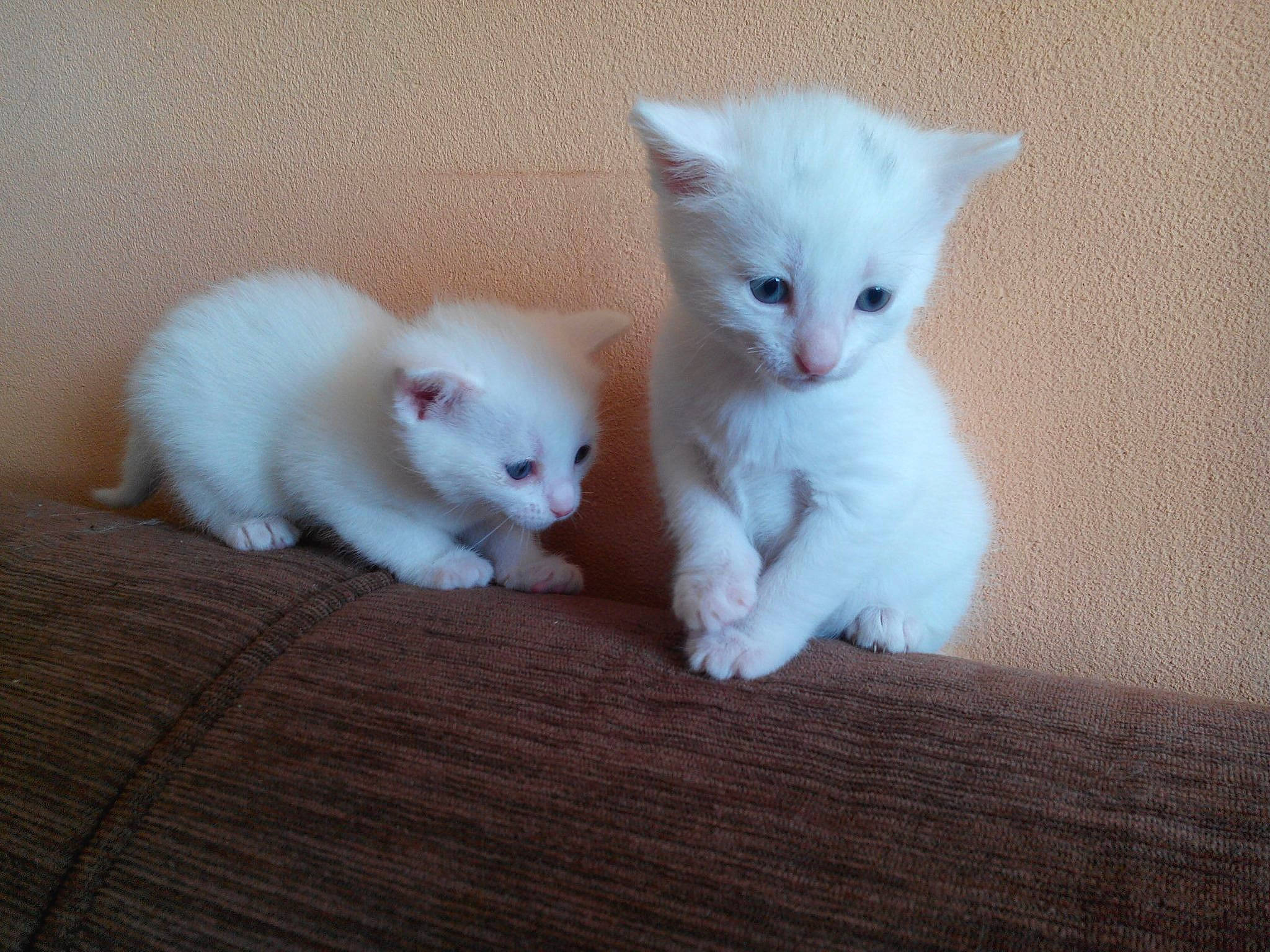 Plume a rejoint le concours — aidez-le/la à gagner de superbes lots ! burmilla, carnivore, cat, colorpoint_shorthair, domestic_short_haired_cat, eye, felidae, javanese, khao_manee, kitten, mammal, ojos_azules, ragdoll, skin, small_to_medium_sized_cats, tail, turkish_angora, turkish_van, vertebrate, whiskers