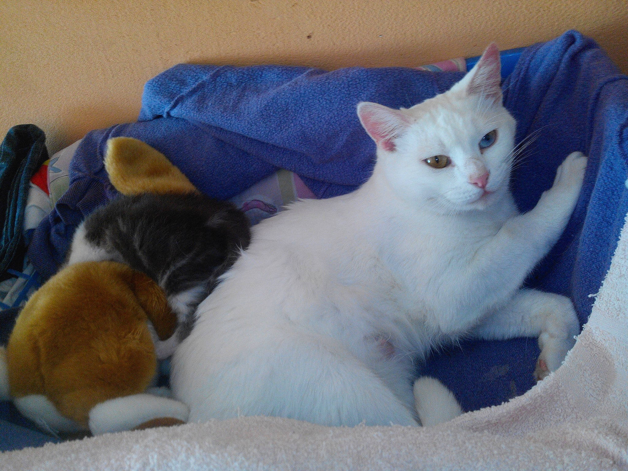 Plume participe au concours pour gagner de l'argent avec cette photo : aegean_cat, carnivore, cat, colorpoint_shorthair, domestic_short_haired_cat, european_shorthair, felidae, fur, german_rex, japanese_bobtail, khao_manee, kitten, mammal, ojos_azules, polydactyl_cat, small_to_medium_sized_cats, turkish_angora, turkish_van, vertebrate, whiskers