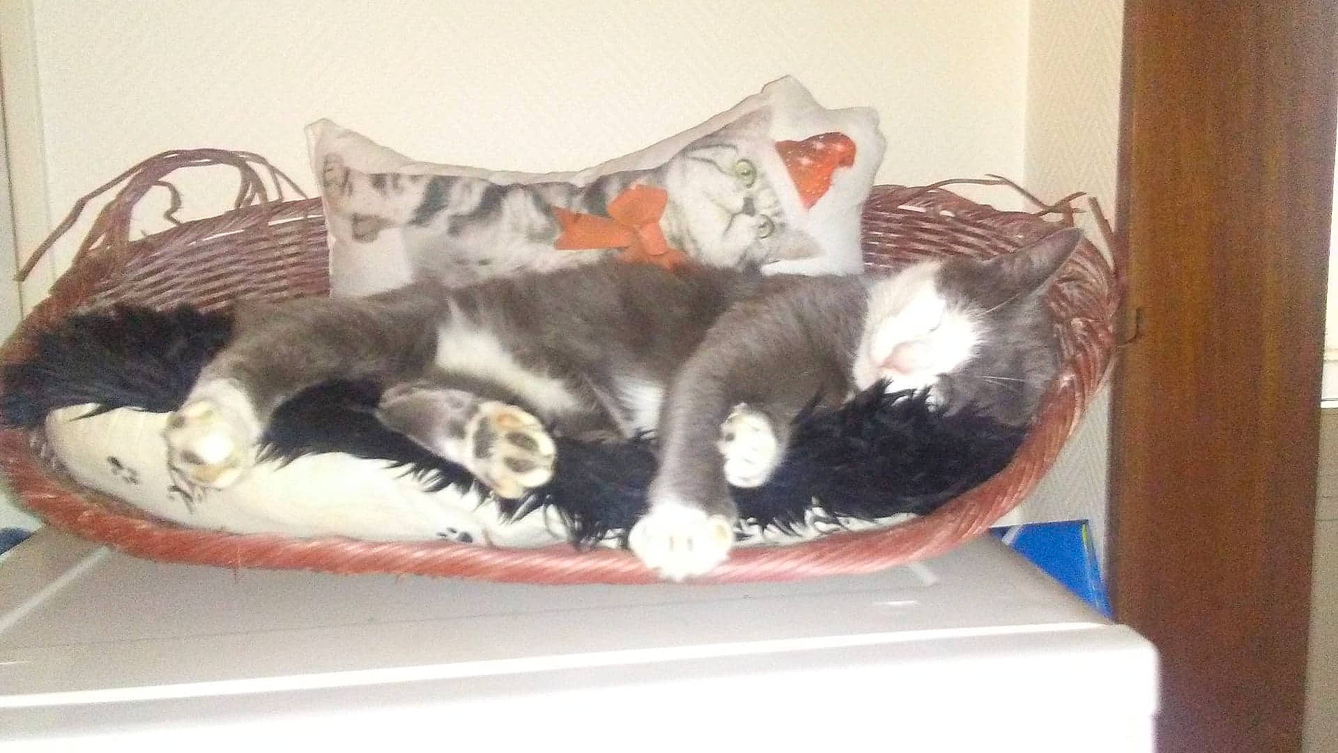 Grazy participe au concours pour gagner de l'argent avec cette photo : american_shorthair, carnivore, cat, cat_bed, domestic_short_haired_cat, european_shorthair, felidae, kitten, nap, norwegian_forest_cat, small_to_medium_sized_cats, tabby_cat, tail, whiskers