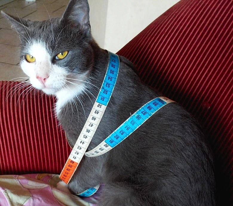 Grazy a rejoint le concours — aidez-le/la à gagner de superbes lots ! asian, british_shorthair, carnivore, cat, domestic_short_haired_cat, european_shorthair, fashion_accessory, felidae, kitten, russian_blue, small_to_medium_sized_cats, tail, whiskers