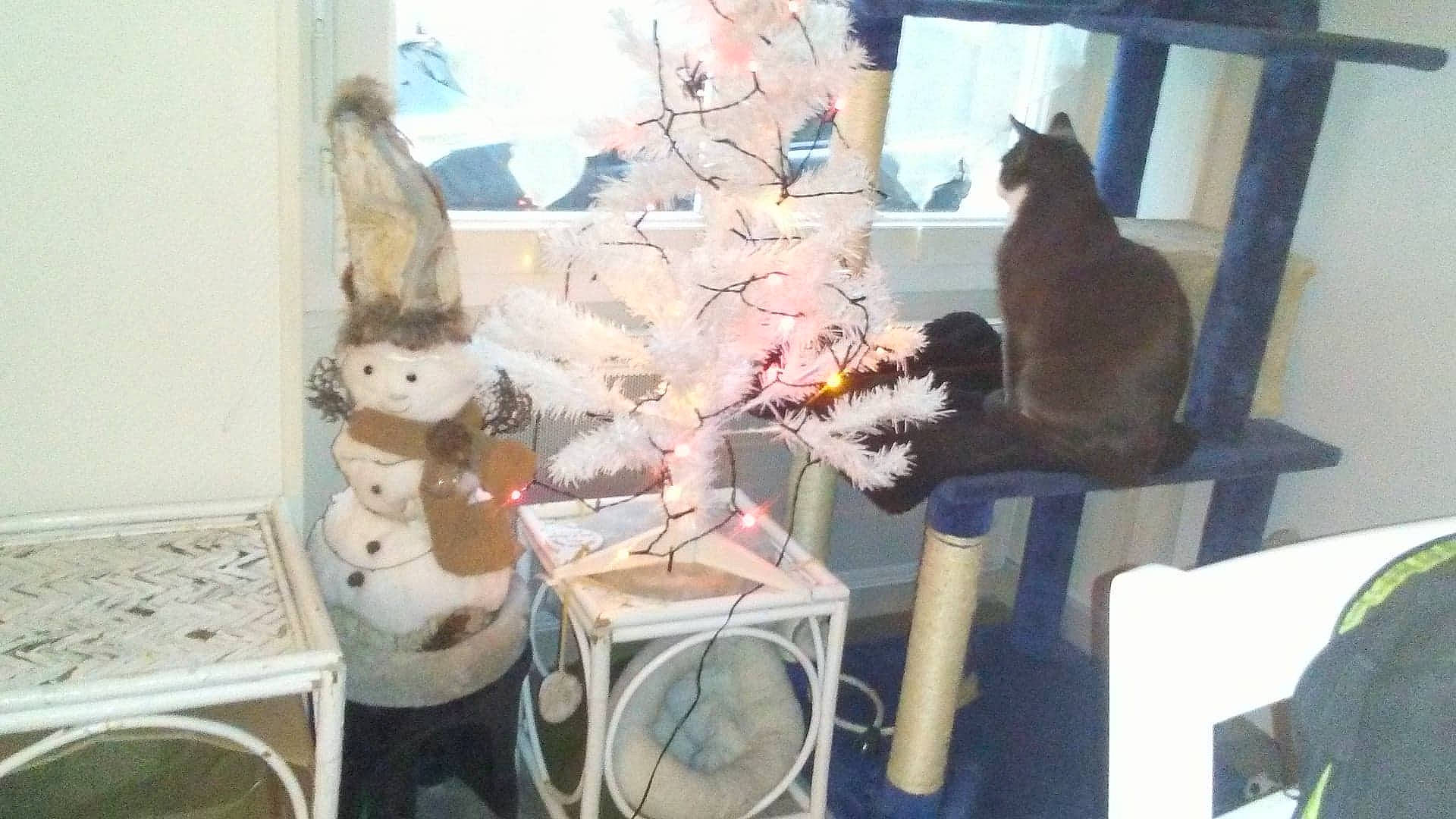 Grazy participe au concours pour gagner de l'argent avec cette photo : carnivore, cat, european_shorthair, fawn, felidae, kitten, small_to_medium_sized_cats, tail, whiskers