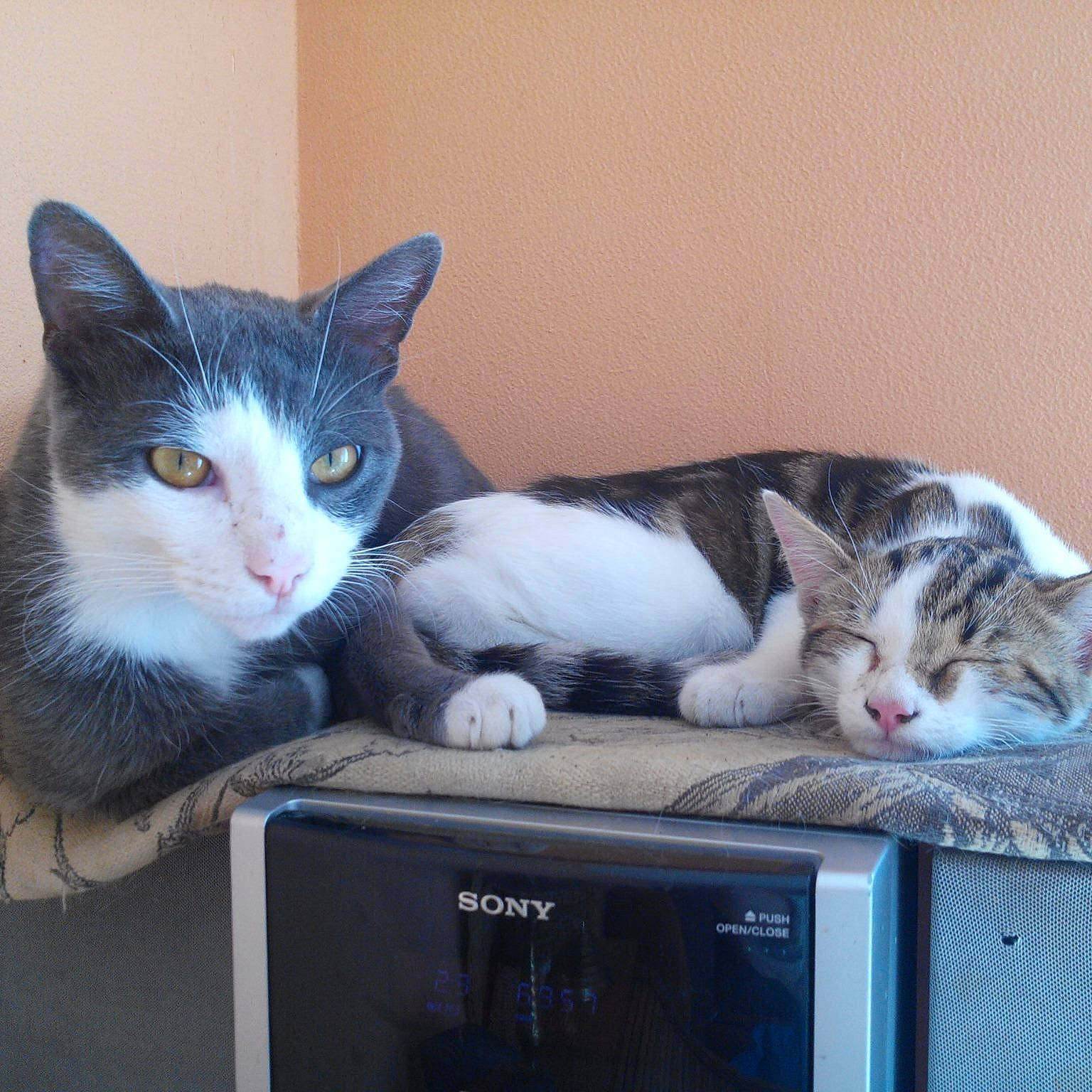 Grazy participe au concours pour gagner de l'argent avec cette photo : aegean_cat, american_shorthair, american_wirehair, asian, box, carnivore, cat, domestic_short_haired_cat, electronic_device, european_shorthair, felidae, kitten, mammal, polydactyl_cat, small_to_medium_sized_cats, tabby_cat, technology, whiskers