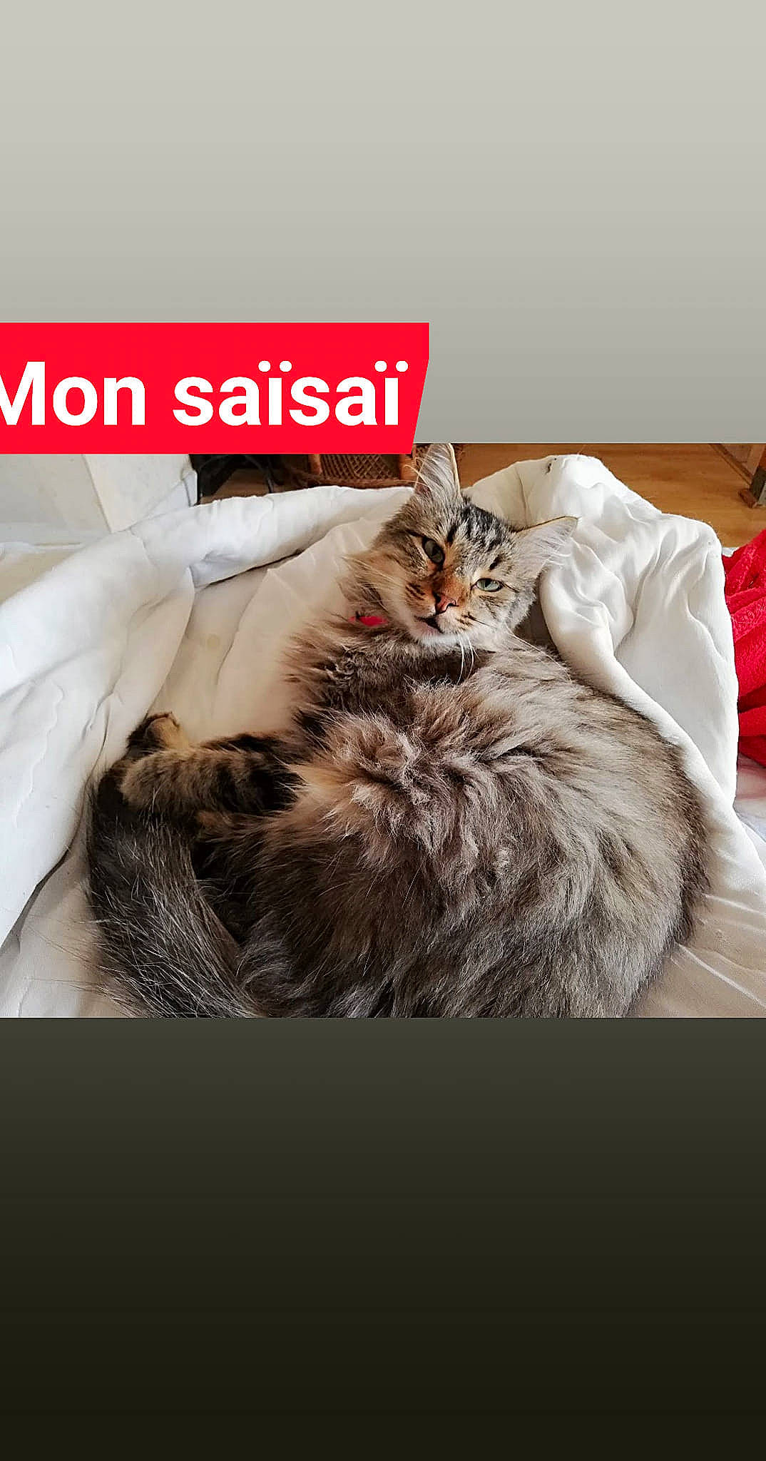 SaïsaÏ participe au concours pour gagner de l'argent avec cette photo : asian, bed, carnivore, cat, comfort, felidae, fur, furniture, kitten, maine_coon, nap, norwegian_forest_cat, paw, photo_caption, room, sleep, small_to_medium_sized_cats, tabby_cat, whiskers