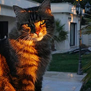 Miya a rejoint le concours — aidez-le/la à gagner de superbes lots ! animal, cat, close_up, daylight, domestic_animal, feline, fur, garden, green_eyes, house, nature, orange_light, outdoor, peaceful, pet, portrait, soft_focus, sunlight, tabby, whiskers
