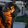 animal, cat, close_up, daylight, domestic_animal, feline, fur, garden, green_eyes, house, nature, orange_light, outdoor, peaceful, pet, portrait, soft_focus, sunlight, tabby, whiskers