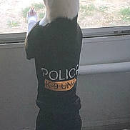 Gyro joined the competition — help win amazing prizes! alert, animal, back_view, black_and_white, clothing, curious, dog, domestic, door, fur, guard, indoor, k9_unit, looking_out, pet, police, small_dog, standing, waiting, window