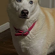 Amari is registered to the contest to win money with this photo: dog, indoor, pet, animal, light_fur, blue_eyes, collar, pink_collar, close_up, wooden_floor, calm, curious, medium_sized_dog, canine, domestic_animal, fur, ears, snout, portrait, standing