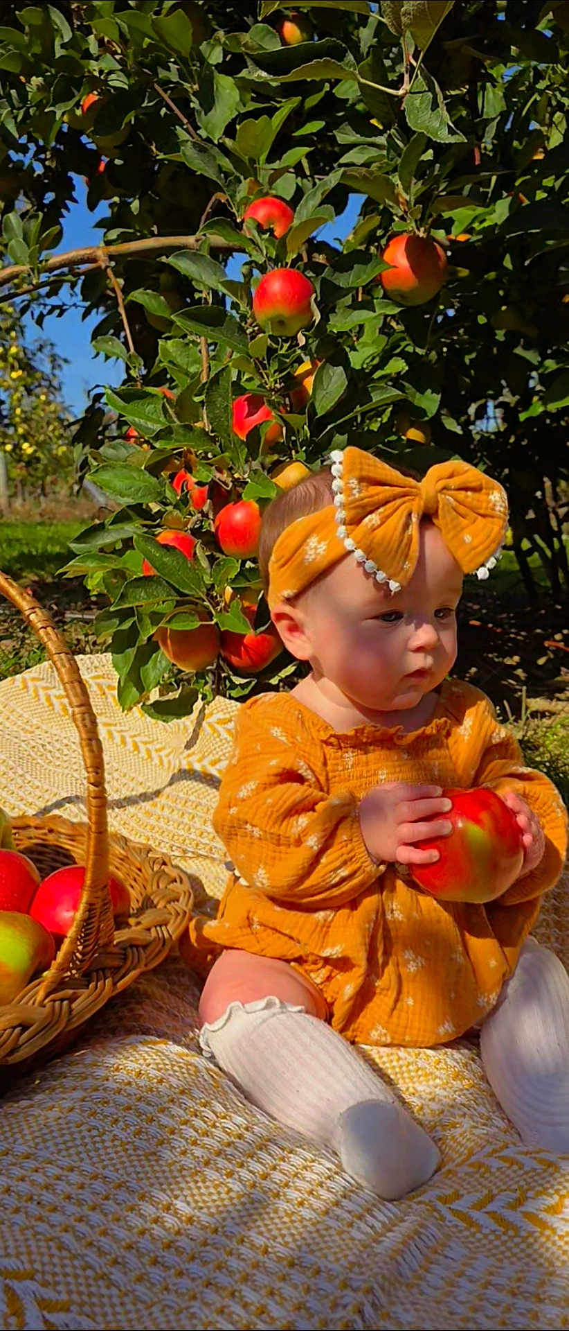 Rain is registered to the contest to win money with this photo: baby, child, apple, orchard, basket, blanket, headband, dress, outdoor, fruit, nature, greenery, sunlight, cute, sitting, toddler, seasonal, harvest, plant, leaf