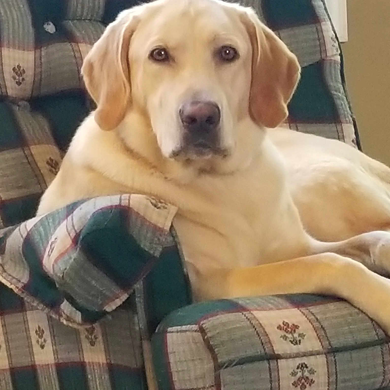 Murdock is registered to the contest to win money with this photo: beagador, canidae, carnivore, companion_dog, dog, dog_breed, fawn, golden_retriever, labrador_retriever, mammal, pointing_breed, puppy, retriever, rhodesian_ridgeback, snout, sporting_group, vertebrate