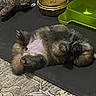 Shakira Xavier joined the competition — help win amazing prizes! puppy, dog, lying_down, pet_food, food_bowl, toy, indoor, mat, carpet, fluffy, relaxed, cute, animal, pet, brown, fur, sleeping, paws_up, container, plastic_bowl