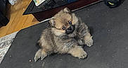 Shakira Xavier is registered to the contest to win money with this photo: animal, black, brown, cozy, curious, cute, dog, ears, eyes, floor, fluffy, fur, indoor, legs, mat, pet, puppy, rug, small, wooden_floor