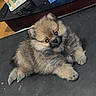 puppy, dog, fluffy, indoor, floor, mat, curious, small, cute, pet, animal, fur, brown, black, ears, eyes, legs, wooden_floor, rug, cozy
