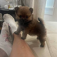 Shakira Xavier joined the competition — help win amazing prizes! puppy, dog, couch, leg, socks, indoor, table, fan, glass, curtain, window, relaxing, furniture, pet, cute, small_dog, brown_fur, cozy, home, resting