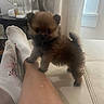puppy, dog, couch, leg, socks, indoor, table, fan, glass, curtain, window, relaxing, furniture, pet, cute, small_dog, brown_fur, cozy, home, resting