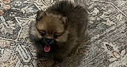 Shakira Xavier joined the competition — help win amazing prizes! dog, puppy, pomeranian, small_dog, fluffy, tongue_out, indoor, carpet, patterned_rug, cute, pet, animal, fur, floor, playful, companion, adorable, young_dog, happy, domestic
