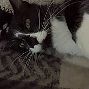 Lotty is registered to the contest to win money with this photo: animal, black_and_white, cat, close_up, cozy, domestic_cat, eyes, face, feline, fur, home, indoor, laying_down, patterned_blanket, pet, relaxed, resting, sleepy, soft, whiskers