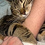 cat, tabby, sleeping, paw, arm, human, close_up, fur, whiskers, pet, animal, resting, comfort, cuddle, bed, blanket, indoor, relaxation, friendship, nap