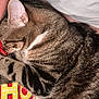 cat, tabby, fur, sleeping, curled_up, pet, animal, close_up, indoor, resting, snuggling, human, shirt, text, red, yellow, white_bed, comfort, cozy, domestic