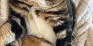 Noisette a rejoint le concours — aidez-le/la à gagner de superbes lots ! cat, tabby, sleeping, paw, pink_paw_pads, white_fur, striped_fur, fluffy_blanket, cozy, relaxed, cute, pet, animal, mammal, indoor, closeup, resting, soft, whiskers, feline