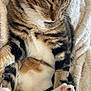 cat, tabby, sleeping, paw, pink_paw_pads, white_fur, striped_fur, fluffy_blanket, cozy, relaxed, cute, pet, animal, mammal, indoor, closeup, resting, soft, whiskers, feline