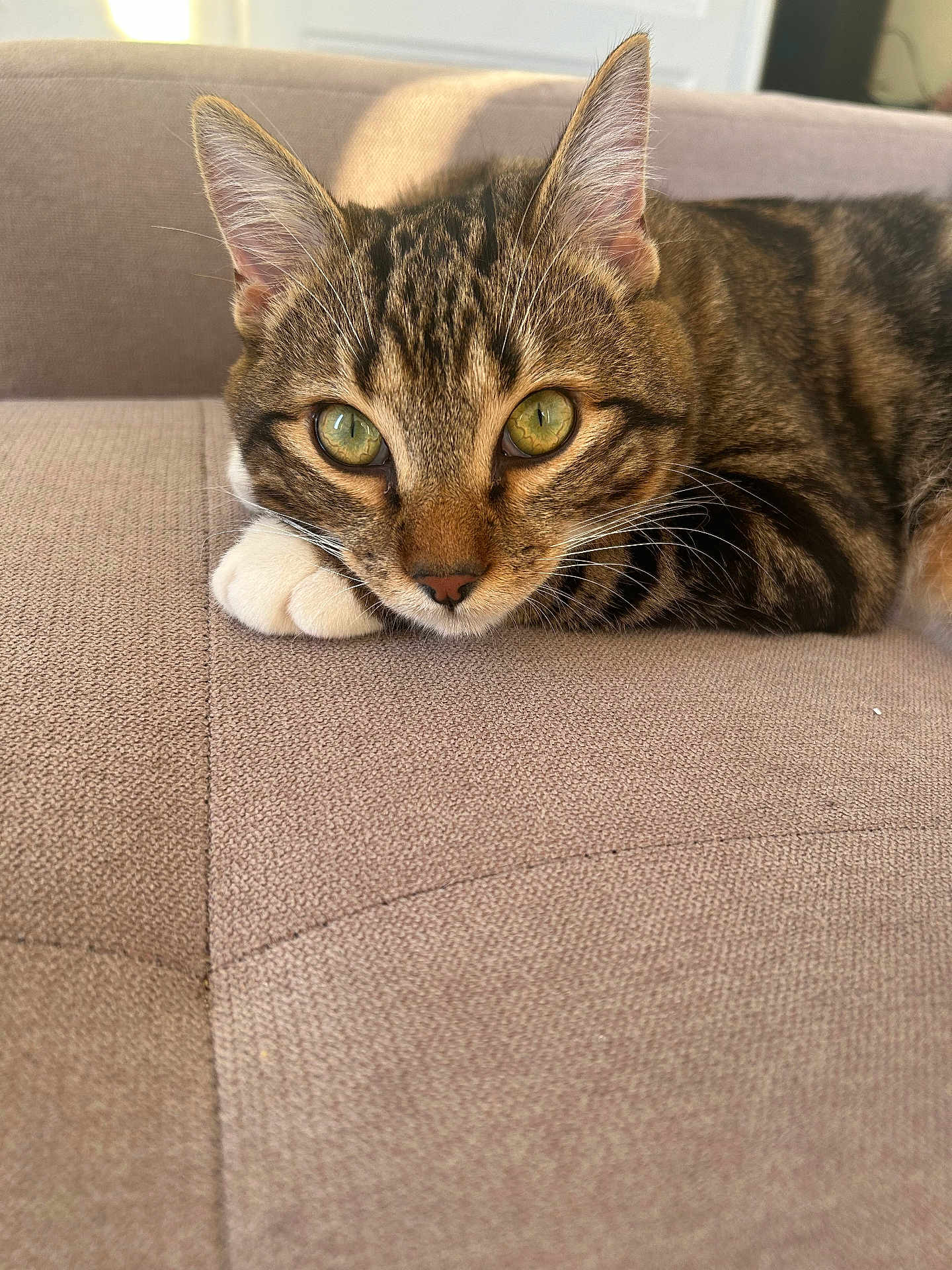 Noisette