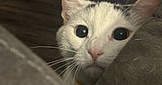 Heonie is registered to the contest to win money with this photo: cat, peeking, curious, white_cat, gray_markings, whiskers, indoor, furniture, couch, closeup, animal, pet, eyes, face, nose, ears, wood_floor, dim_light, cozy