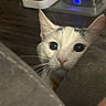 cat, peeking, curious, white_cat, gray_markings, whiskers, indoor, furniture, couch, closeup, animal, pet, eyes, face, nose, ears, wood_floor, dim_light, cozy