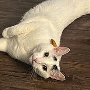 Heonie joined the competition — help win amazing prizes! cat, white_cat, black_markings, pet, animal, wooden_floor, indoor, fur, whiskers, ears, eyes, cute, laying_down, curious, alert, domestic_cat, mammal, closeup, playful, small_object
