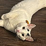 cat, white_cat, black_markings, pet, animal, wooden_floor, indoor, fur, whiskers, ears, eyes, cute, laying_down, curious, alert, domestic_cat, mammal, closeup, playful, small_object