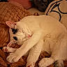 Heonie joined the competition — help win amazing prizes! cat, sleeping, white_cat, black_spots, pet, animal, cozy, blanket, plush_toy, cushion, indoor, resting, cute, feline, fur, paw, relaxation, comfort, closeup, nap