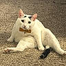 Heonie joined the competition — help win amazing prizes! cat, white_cat, black_markings, bow_tie, bell, carpet, indoor, pet, feline, relaxed, sitting, cute, animal, whiskers, ears, tail, paw, looking_at_camera, funny_pose, domestic_cat