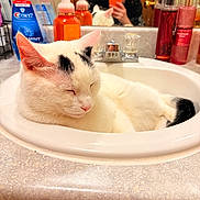 Heonie joined the competition — help win amazing prizes! cat, sink, bathroom, mirror, person, phone, reflection, soap, toiletries, orange_phone, white_cat, black_markings, relaxed, sleeping, countertop, faucet, bottle, pump_dispenser, indoor, close_up