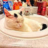 cat, sink, bathroom, mirror, person, phone, reflection, soap, toiletries, orange_phone, white_cat, black_markings, relaxed, sleeping, countertop, faucet, bottle, pump_dispenser, indoor, close_up