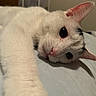 Heonie is registered to the contest to win money with this photo: cat, white_cat, black_markings, pet, animal, cute, close_up, indoor, feline, lying_down, paw, whiskers, ears, sleepy, bed, soft, fur, domestic_animal, relaxed, curious_eyes