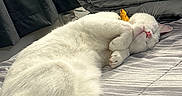 Heonie joined the competition — help win amazing prizes! cat, sleeping, bed, striped_bedspread, white_fur, black_tail, folded_comforter, curtains, indoor, cozy, pet, feline, resting, pink_nose, paw, whiskers, domestic_animal, quiet, soft, relaxed
