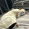 cat, sleeping, bed, striped_bedspread, white_fur, black_tail, folded_comforter, curtains, indoor, cozy, pet, feline, resting, pink_nose, paw, whiskers, domestic_animal, quiet, soft, relaxed