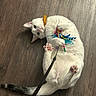 Heonie is registered to the contest to win money with this photo: cat, white_cat, playful, toy, colorful, collar, bell, wooden_floor, pet, animal, paw, tail, indoor, cute, feline, pet_toy, lying_down, looking, curious, domestic_cat
