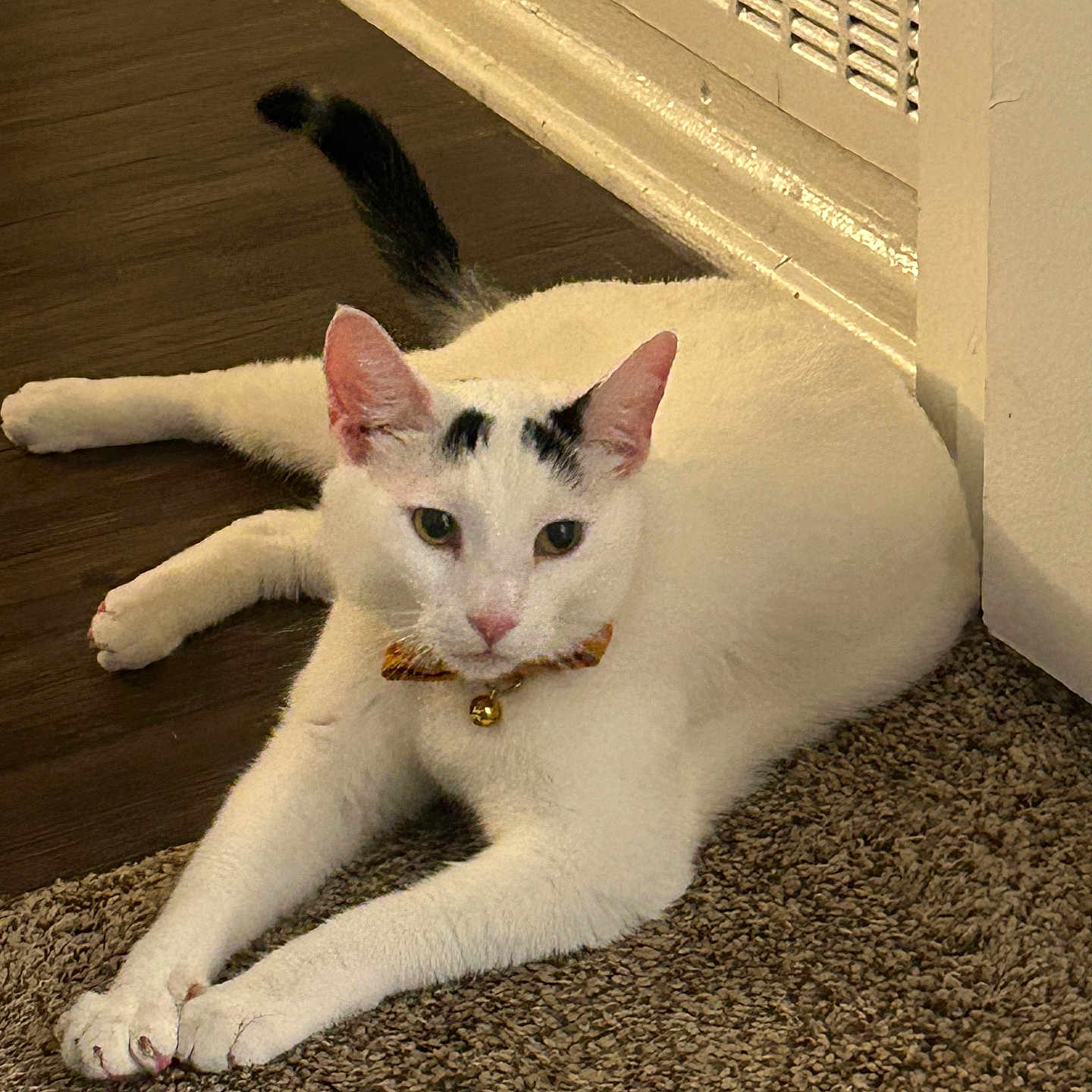 Heonie is registered to the contest to win money with this photo: cat, white_cat, black_markings, bow_tie, bell, carpet, wooden_floor, vented_wall_panel, indoor, pet, animal, laying_down, relaxed, feline, cute, domestic_cat, paw, ears, face, tail