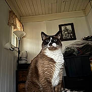 Denali joined the competition — help win amazing prizes! cat, siamese_cat, indoor, bed, blanket, lamp, curtains, wall, ceiling, photo_frame, furniture, pet, animal, blue_eyes, fur, sitting, portrait, cozy, home, relaxed