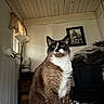 cat, siamese_cat, indoor, bed, blanket, lamp, curtains, wall, ceiling, photo_frame, furniture, pet, animal, blue_eyes, fur, sitting, portrait, cozy, home, relaxed