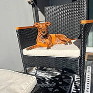 Nugget is registered to the contest to win money with this photo: dog, small_dog, orange_shirt, wicker_chair, cushion, outdoor, sunlight, relaxed, patio, furniture, brown_dog, pet, domestic_animal, summer, resting, animal, home, daylight, leisure, cozy