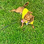 Nugget is registered to the contest to win money with this photo: dog, grass, yellow_shirt, pet, outdoor, tongue, canine, leash, animal, cute, small_dog, playing, relaxed, summer, nature, fur, ears, tail, collar, daylight