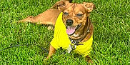 Nugget joined the competition — help win amazing prizes! dog, brown_dog, yellow_shirt, grass, outdoor, pet, happy, tongue_out, sunny, playful, collar, leash, smiling, small_dog, animal, nature, relaxed, daylight, cute, canine