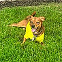 dog, brown_dog, yellow_shirt, grass, outdoor, pet, happy, tongue_out, sunny, playful, collar, leash, smiling, small_dog, animal, nature, relaxed, daylight, cute, canine