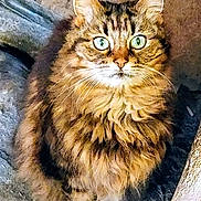 Sofie joined the competition — help win amazing prizes! cat, tabby, feline, pet, fur, green_eyes, whiskers, sitting, indoor, close_up, fluffy, cute, animal, mammal, domestic, looking_at_camera, portrait, soft_light, furry, alert