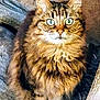 cat, tabby, feline, pet, fur, green_eyes, whiskers, sitting, indoor, close_up, fluffy, cute, animal, mammal, domestic, looking_at_camera, portrait, soft_light, furry, alert