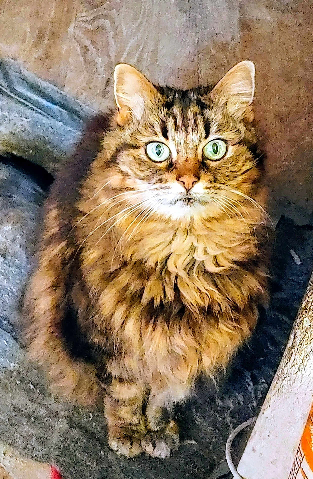Sofie