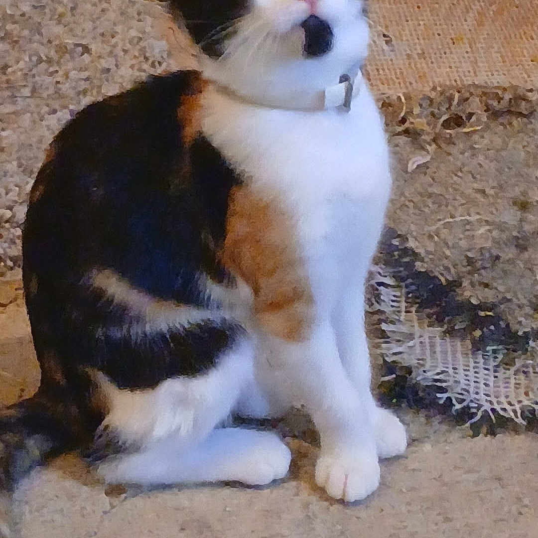 Clementine is registered to the contest to win money with this photo: cat, calico, pet, indoor, curious, sitting, fur, whiskers, ears, eyes, collar, attention, floor, rug, pattern, texture, animal, mammal, domestic, cute